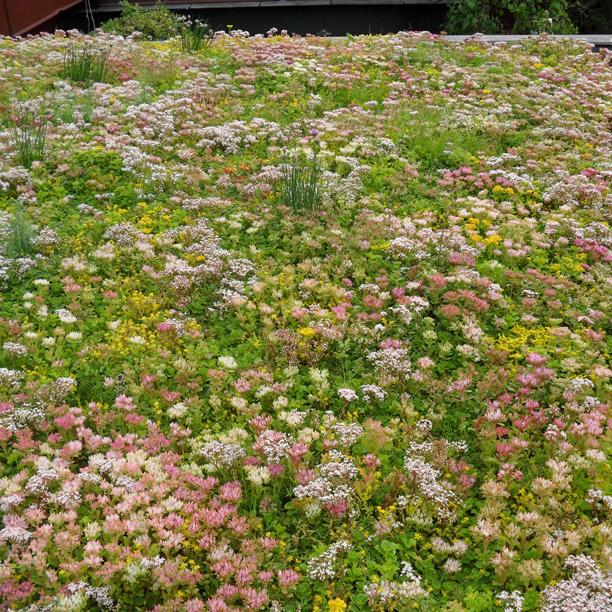 BGreen-it sedumbakke - grønt tag enkelt 