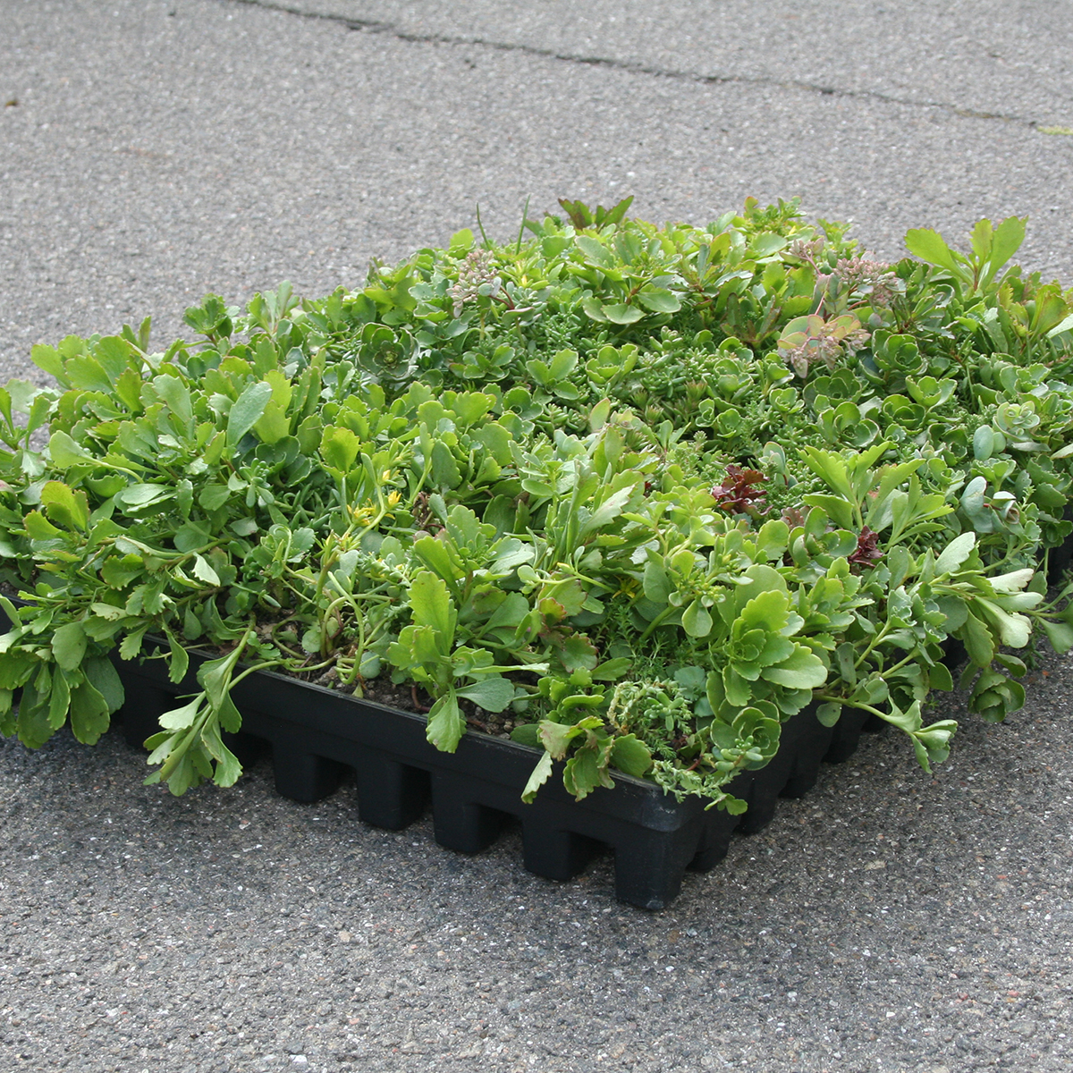 BGreen-it sedumbakker til sedumtag